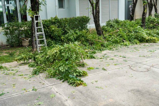 Best Tree Cutting Near Me  in Albuquerque, NM